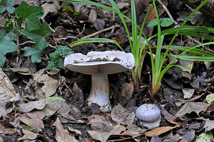 Cortinarius coerulescens ?
